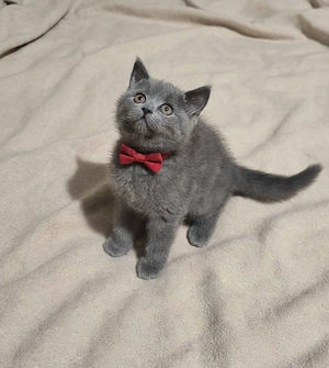 Fetiță british shorthair  - imagine 3