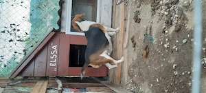 Donez femela  beagle  - imagine 2