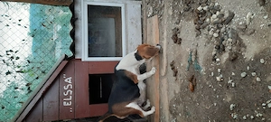 Donez femela  beagle  - imagine 3
