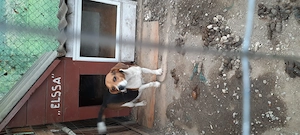 Donez femela  beagle  - imagine 4