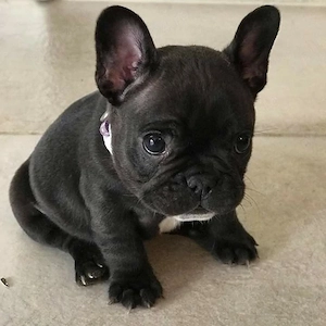 Bulldog francez  