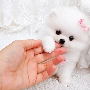 Pomeranian mini toy 