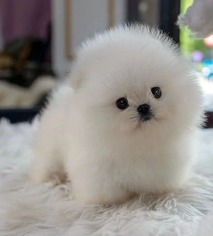 Pomeranian mini toy  - imagine 2