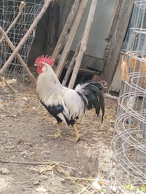Cocoș leghorn  - imagine 3
