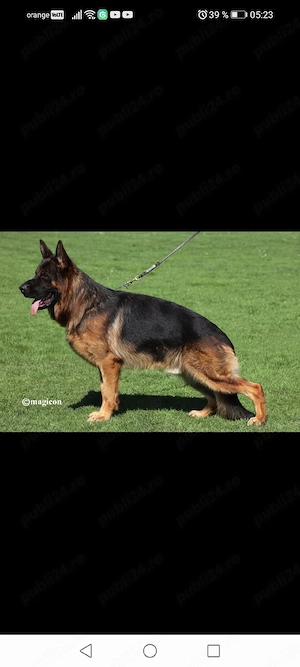Căței ciobănesc german cu pedigree - imagine 4