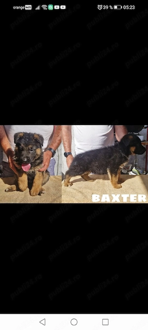 Căței ciobănesc german cu pedigree
