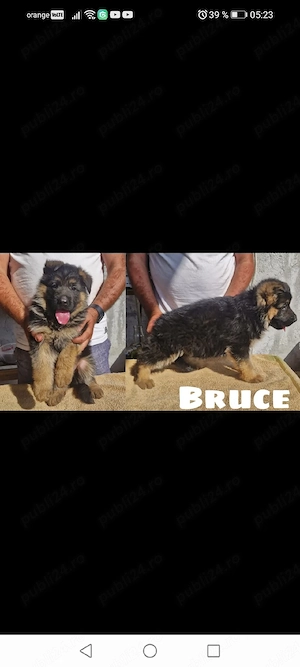 Căței ciobănesc german cu pedigree - imagine 3