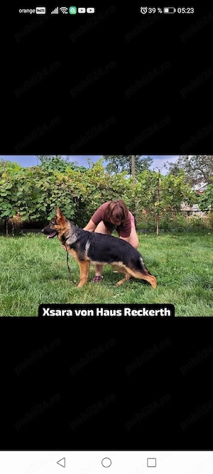 Căței ciobănesc german cu pedigree - imagine 5