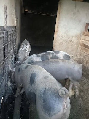 purcei de vânzare 