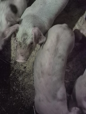 marele alb cu duroc 