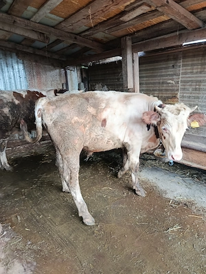 Vând taur 350 + kg