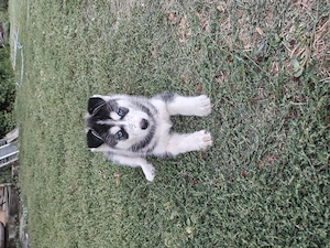 Husky siberian cățeii 