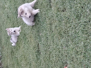 Husky siberian cățeii  - imagine 3