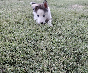 Husky siberian cățeii  - imagine 2