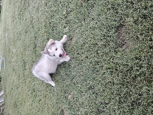 Husky siberian cățeii  - imagine 4