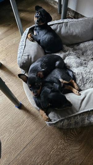 vand pinscher pitic