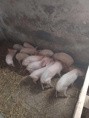 Purcei de 6 saptamani disponibili  - imagine 2