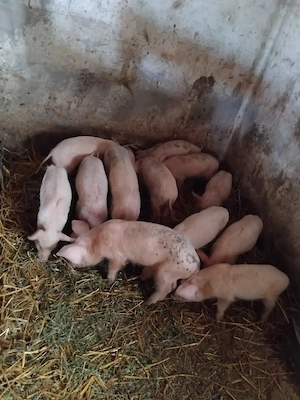 Purcei de 6 saptamani disponibili  - imagine 3