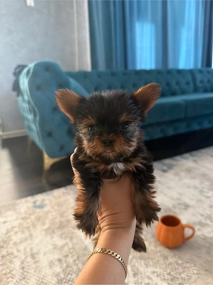 Yorkshire terrier mini toy - imagine 4