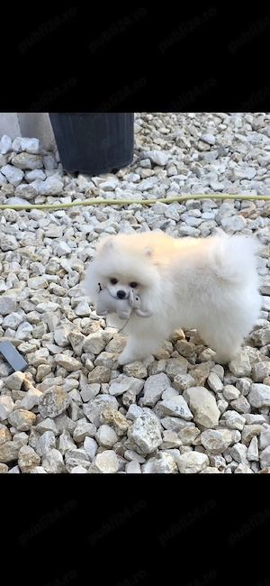 pomeranian - imagine 3
