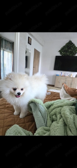 pomeranian