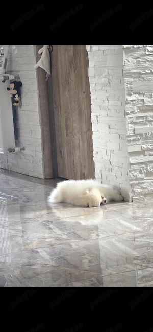 pomeranian - imagine 4