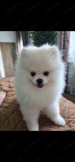 pomeranian - imagine 2