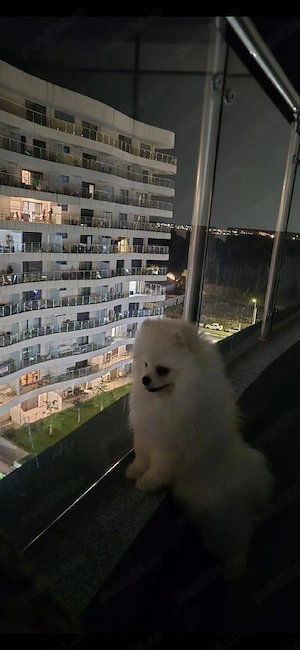 pomeranian - imagine 5