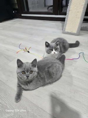 British shorthair, puiuț disponibili