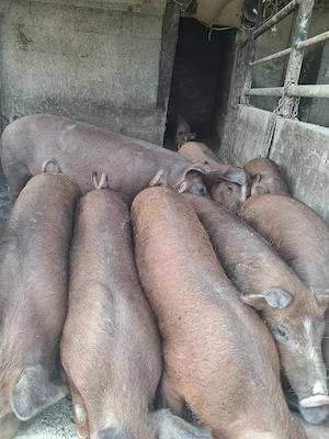 de vanzare 10 soldănei 3 luni ofer transport