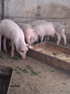 Purcei si porci mari de rasa