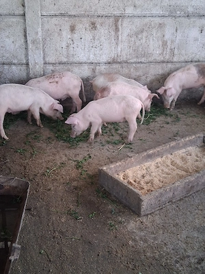 Purcei si porci mari de rasa - imagine 4