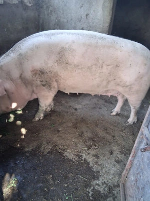 Purcei si porci mari de rasa - imagine 3