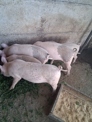 Purcei si porci mari de rasa - imagine 2