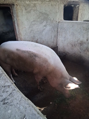 Purcei si porci mari de rasa - imagine 5