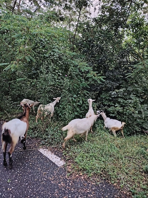 De vanzare 5 ieduțe și 2 capre!