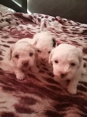 Vând bichon havanezi 