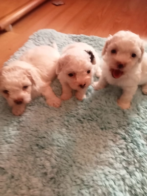 Vând bichon havanezi  - imagine 4
