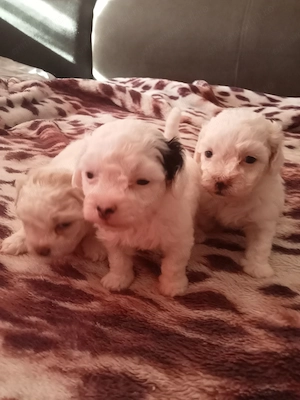 Vând bichon havanezi  - imagine 3