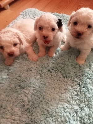 Vând bichon havanezi  - imagine 5