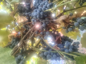Vând struguri pt vin