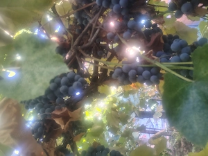 Vând struguri pentru vin