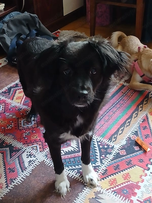 FOSTER (îngrijire temporară) sau adopție pentru Cleo!