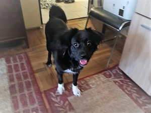 FOSTER (îngrijire temporară) sau adopție pentru Cleo! - imagine 5