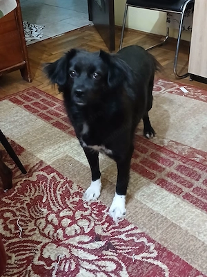 FOSTER (îngrijire temporară) sau adopție pentru Cleo! - imagine 3