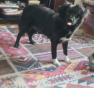 FOSTER (îngrijire temporară) sau adopție pentru Cleo! - imagine 2