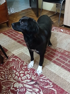 FOSTER (îngrijire temporară) sau adopție pentru Cleo! - imagine 4
