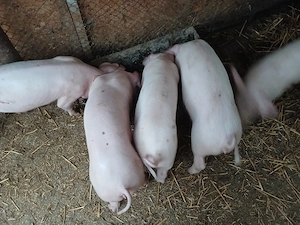 Purcei din mama Pietrain cu Landrace - imagine 3