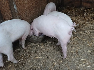 Purcei din mama Pietrain cu Landrace - imagine 2