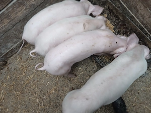 Purcei din mama Pietrain cu Landrace - imagine 4